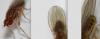 Drosophila busckii